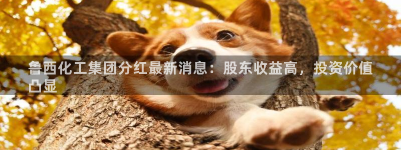 球盟会国际官网：鲁西化工集团分红最新消息：股东收益高，投资价